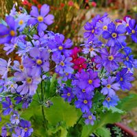 アネモネ,サクラソウ,マラコイデス 湖畔の夢,プリムラ・マラコイデス（西洋桜草）,愛しの紫の画像