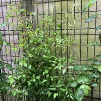 クレマチス,クレマチス新紫玉(シンシギョク),災害復旧の祈り,能登応援,庭の画像