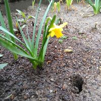 スイセン,タイツリソウ,ハナミズキ,水仙,タイツリソウ（ケマンソウ）の画像