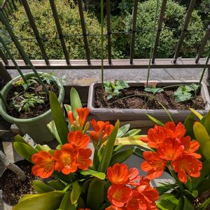 キュウリ,嬉しい❤️,家庭菜園プランター,大好き♥️,トマト♪の画像