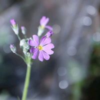 クリスマスローズ,クリスマスローズ,サクラソウ,サクラソウ,ツバキの画像