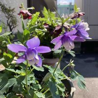 クリスマスローズ,ハーデンベルギア,ミヤマオダマキ,カロライナージャスミン,ビタミンカラーの画像