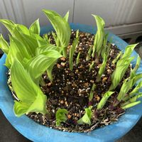 ギボウシ,シキミ,マトリカリア,ラナンキュラス,庭の画像