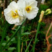 ツツジ,ビバーナム ステリーレ,ミツカドネギ,アリウム トリケトラム,久留米ツツジの画像