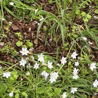 ハナニラの画像