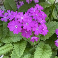 サクラソウ,サクラソウ,ニホンサクラソウ,プリムラ マラコイデス,プリムラ マラコイデスの画像