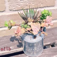 ワテルメイエリー,ブロウメアナ,パリダム,秋麗,十二の爪の画像