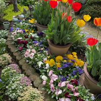 アリッサム,チューリップ,ムスカリ,パンジー,ビオラの画像