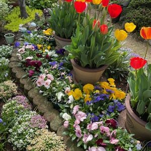アリッサム,チューリップ,ムスカリ,パンジー,ビオラの画像