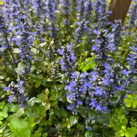 アジュガ,ガーデニング,可愛い,咲いた！,植えっぱなしの画像