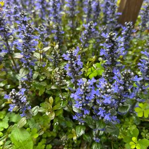 アジュガ,ガーデニング,可愛い,咲いた！,植えっぱなしの画像