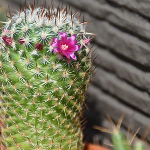 サボテン,内裏玉,マミラリア属の画像