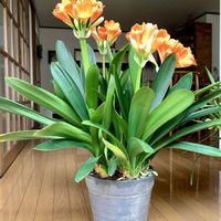 花のある暮らし,安曇野の春,信州の春,魔女の生活,バラと夢CLUBの画像