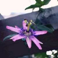 トケイソウの画像