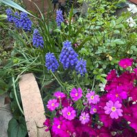 サクラソウ,ムスカリ,ミニバラ,ガーデニング,可愛いの画像