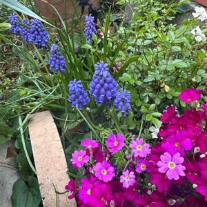 サクラソウ,ムスカリ,ミニバラ,ガーデニング,可愛いの画像