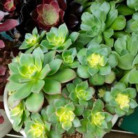 黒法師,夕映え,多肉植物,緑のある暮らし,多肉植物のある暮らしの画像