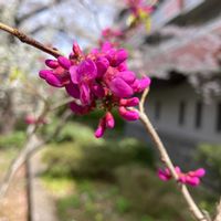 ハナズオウの画像