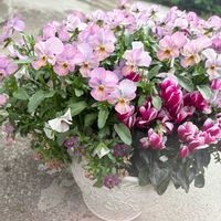 シクラメン,シレネ・ユニフローラ,一般ジーの会♪,つなぐ、つながる,斑入り見つけ隊♪の画像