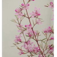 ボロニア,ボロニア・ピナータの画像