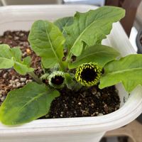 花のある暮らし,花芽発見!,ありがとう♡,うれし～,ベランダの画像