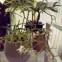 リプサリス,リプサリス,相談,インテリア,リビング・ダイニングの画像