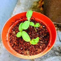 ヒマワリ,種から,元気もらえる,小さな幸せ♡,ベランダの画像