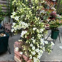 クレマチス,クレマチス  カートマニージョーの画像