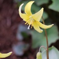 カタクリ,黄花カタクリ,城山かたくりの里,日曜ビタミンカラー♪,お出かけ先の画像