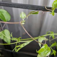 クレマチス,クレマチス 水面の妖精,おうち園芸,ベランダの画像