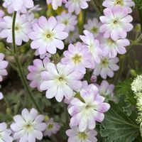 アネモネ,サクラソウ,サクラソウ,雲南サクラソウ,雲南サクラソウの画像