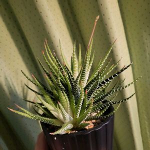 十二の巻,十二の巻,花芽の画像