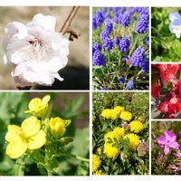 ムスカリ,菜の花,芝桜,タンポポ,春本番の画像