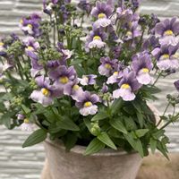 宿根ネメシアの画像