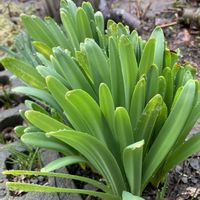 ナツズイセン,球根植物,花のある暮らし,新芽ぞくぞく,われら17年組の画像