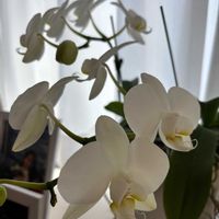 胡蝶蘭,胡蝶蘭,ミニ胡蝶蘭,花のある暮らし,ありがとう♡の画像