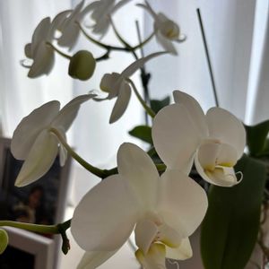 胡蝶蘭,胡蝶蘭,ミニ胡蝶蘭,花のある暮らし,ありがとう♡の画像