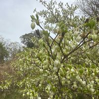 ドウダンツツジの画像