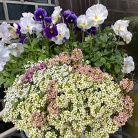 パンジー シエルブリエ,スイートアリッサム❀︎MIX,八ヶ岳のビオラ,寄せ植え,鉢植えの画像