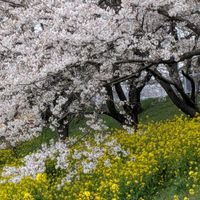 キッチン,小さな庭,お出かけ先の画像