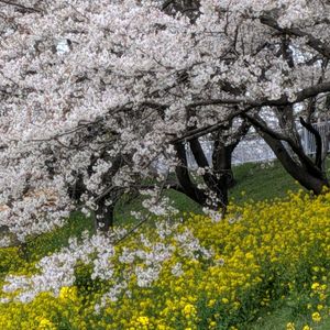 キッチン,小さな庭,お出かけ先の画像