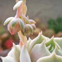 ローラ,ローラ,多肉中毒,ベランダ多肉,多肉の花芽の画像