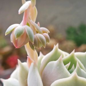 ローラ,ローラ,多肉中毒,ベランダ多肉,多肉の花芽の画像