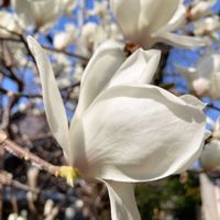 ハクモクレン,ハクモクレン,散歩の写真の画像