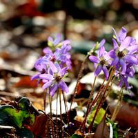 ユキワリソウ,山野草,癒し,繋がりに感謝✨,ミラーレス一眼の画像