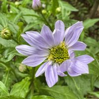 ミヤコワスレ,我が家の庭,青い花,日曜日は日本を感じる和の花の画像