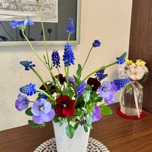 ムスカリ,クローバー・ティントガーネット,ビオラ フィオリーナ,フェリシア・スプリングメルヘン,エリシマム レヤ レモングローの画像