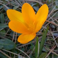 クロッカスの画像