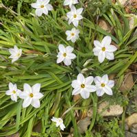 ハナニラの画像