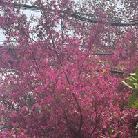 ベニバナトキワマンサクの画像